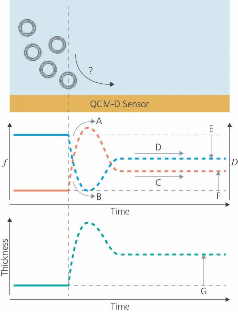 图2 使用QCM-D技术研究磷脂双分子层形成动力学问题