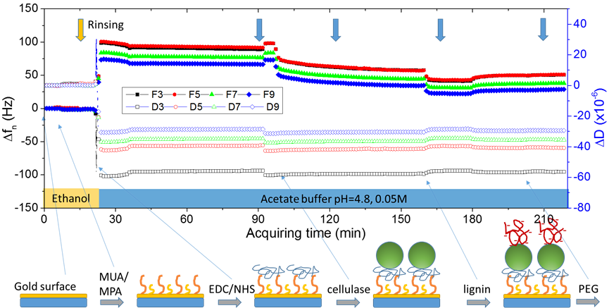 宋君龙qcmd和spr联用