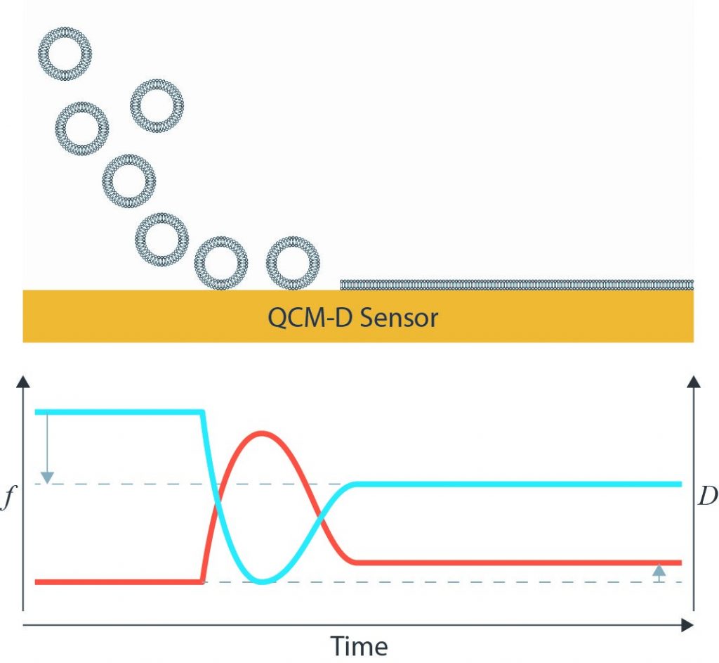 图1 Supported-lipid-bilayer-formation-through-vesicle-adsorption-onto-a-QCM-D