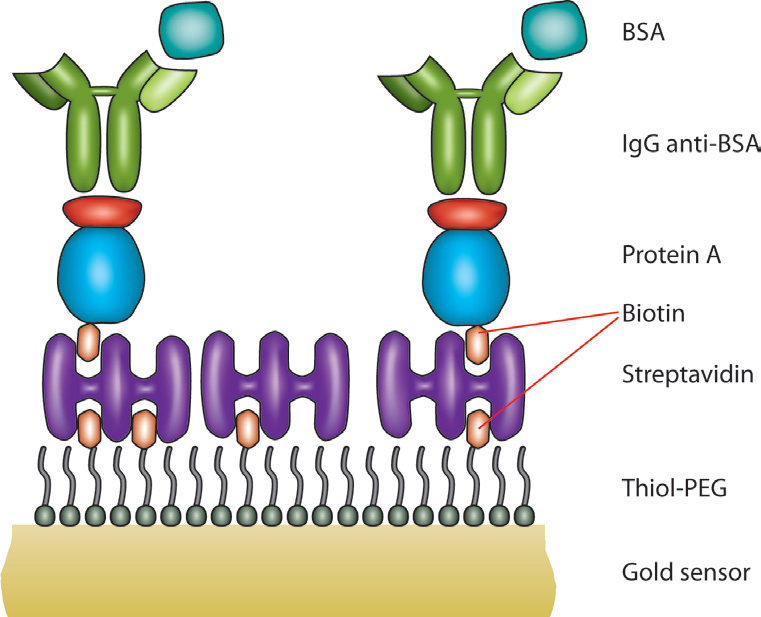 图2-通过生物素-链霉亲和素层构建的BSA捕获表面示意图